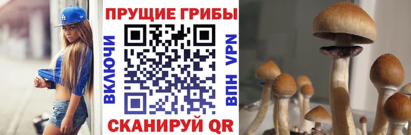 Галлюциногенные грибы Psilocybine cubensis  kraken tor  Красный Холм 